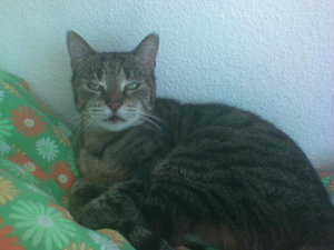 gemischt handy 055.jpg