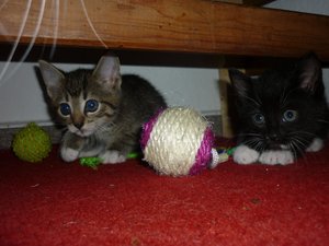 07.08.2010  (6 Wochen) 011.jpg