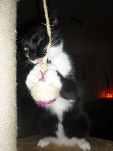 neues Spielzeug 019.jpg