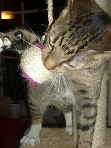 neues Spielzeug 028.jpg