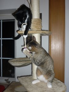 neues Spielzeug 032.jpg