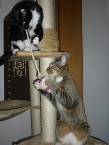 neues Spielzeug 033.jpg