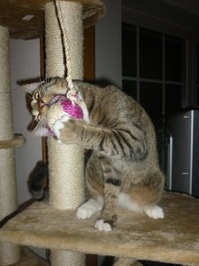 neues Spielzeug 037.jpg