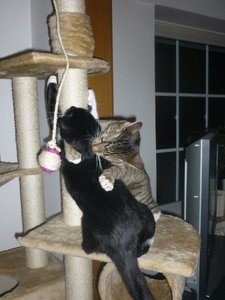 neues Spielzeug 039.jpg