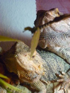 Nahaufnahmen 031.jpg