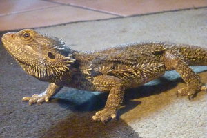 Josie mit Bartis 035.jpg