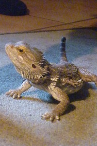 Josie mit Bartis 049.jpg