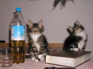 Fukano und Fanny klein.jpg