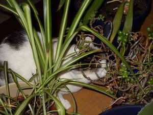 Sonic Pflanzen11.JPG