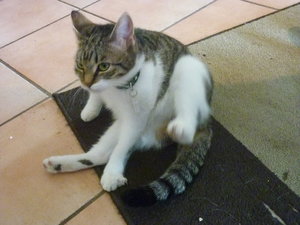 schwangerer Mops beim Putzversuch 005.jpg