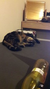 WhatsApp Image 2018-02-24 at 20.34.14.jpeg