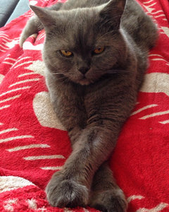 Snorre auf meinem Schoß.jpg