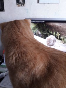 Sherlock 72 Kopie.jpg