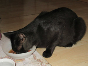 k_2017-08-02 Garfield - Ich habe heute meinen ersten Geburtstag.jpg