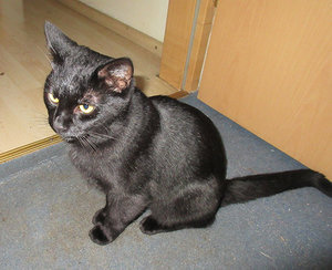 k_2017-11-04 um 14-19Uhr Garfield wieder zu Hause 1.JPG