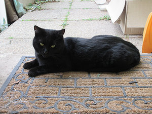 2017-11-11 Katzenhund Garfield bewacht die Eingangstüre 2.jpg