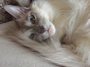 A43AE210-6121-4A7D-959D-B64FFB9F5788.jpeg A43AE210-6121-4A7D-959D-B64FFB9F5788.jpeg