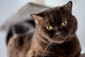 20150520_194142_Kocharena_Mai_2015_036.jpg 20150520_194142_Kocharena_Mai_2015_036.jpg