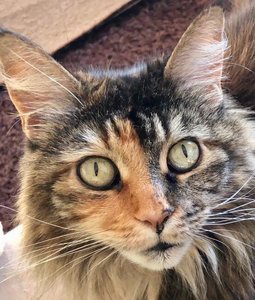 EAD6DE1B-0503-418B-A339-3407BBDEF039.jpeg EAD6DE1B-0503-418B-A339-3407BBDEF039.jpeg