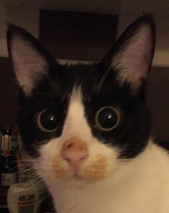 1585C497-4BF8-46D3-AB06-2D443D934BB2.jpeg 1585C497-4BF8-46D3-AB06-2D443D934BB2.jpeg