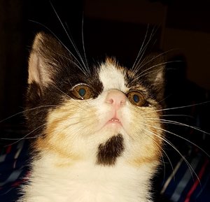 1E7A18C4-90FF-4353-AA54-398B99F62D3B.jpeg 1E7A18C4-90FF-4353-AA54-398B99F62D3B.jpeg