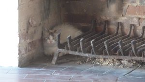 Fleckerl zu Haus 011.jpg