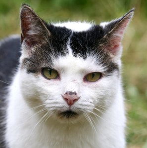 Wettbewerb Rotes Forum.JPG Wettbewerb Rotes Forum.JPG