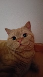 IMG_20180309_210645.jpg IMG_20180309_210645.jpg