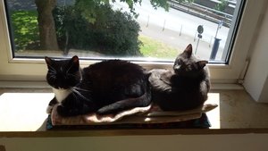 Grace und Maja (2).jpg