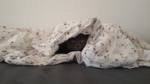 Grace unter der Decke (1).jpg