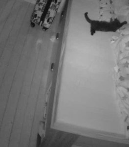 Kuschelangriff 2.jpg