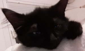 WhatsApp Image 2018-07-29 at 22.53.46 (2).jpeg