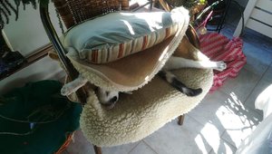 Bienchen geht es gut.jpeg