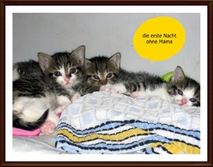 IMG_0137 neu von links, Schröder , Lines u Schmuddel.JPG