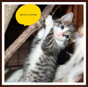 IMG_9394 neu Schröder.JPG