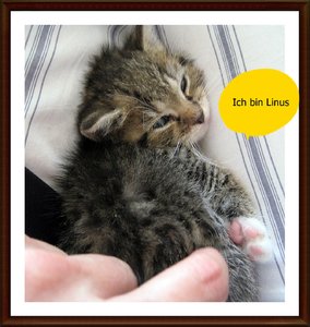 IMG_0149 Linus Neu.JPG