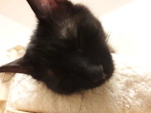 WhatsApp Image 2018-08-25 at 08.20.32.jpeg