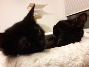 WhatsApp Image 2018-08-25 at 08.20.33.jpeg