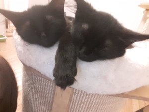 WhatsApp Image 2018-08-25 at 08.20.36.jpeg