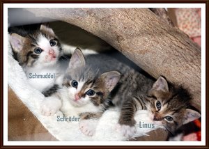 IMG_9432 Gruppe Trio 2.JPG