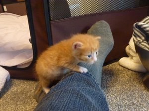 Kitten 31.08.14  20 Tage 001.jpg