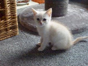 KITTEN 012.jpg