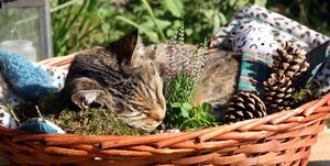 IMG_9818 Wanda 2.JPG