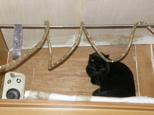 schwarzes halsband.JPG