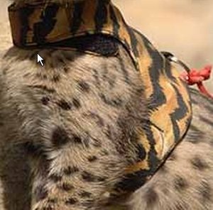 Halter.jpg-IrfanView (Zoom 591 x 890)_2011-01-31_21-58-38.jpg