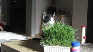Katzengras1.jpg