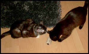 bilder von der cam 005.jpg