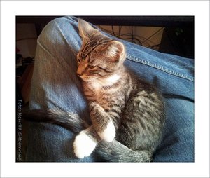 Tagebuch 12.08.2012.jpg