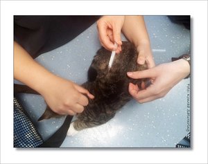 Tierarzt 002.jpg Tierarzt 002.jpg