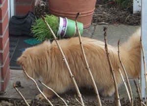 Eine kleine Maus 001.jpg